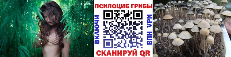 цена   Каменск-Шахтинский  Псилоцибиновые грибы MAGIC MUSHROOMS 